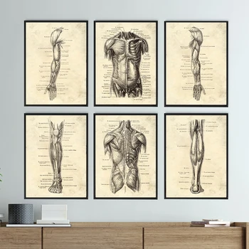 Винтажные произведения искусства по анатомии человеческого тела, медицинские настенные панно, скелет, орган, мышцы, холст, живопись, плакаты, принты, декор в клинике